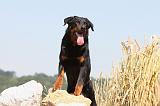 BEAUCERON 470